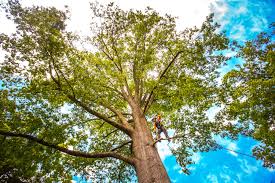 Best Tree Preservation Services  in Schuylkill Haven, PA