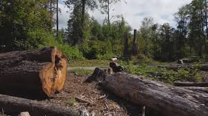 How Our Tree Care Process Works  in  Schuylkill Haven, PA