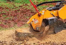 Trusted Schuylkill Haven, PA Tree Care Experts