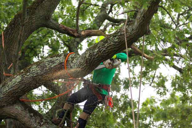 Best Seasonal Cleanup (Spring/Fall)  in Schuylkill Haven, PA