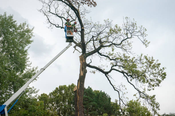 Best Tree and Shrub Care  in Schuylkill Haven, PA