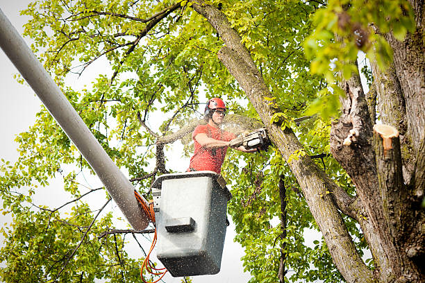 Best Emergency Tree Removal  in Schuylkill Haven, PA