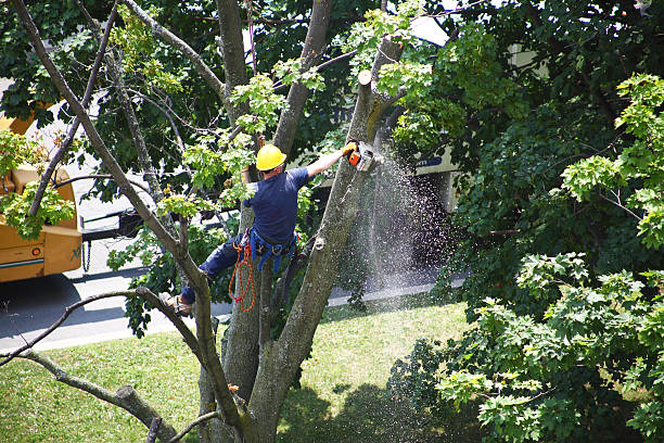 Best Tree Health Inspection  in Schuylkill Haven, PA